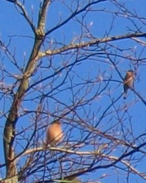 chaffinch