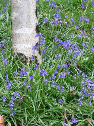 bluebells
