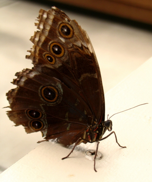 brown-butterfly-2-5001
