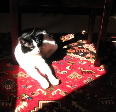 evening sun evening sun